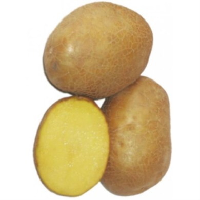 Семенной ранний картофель "Киммерия" (Элита, универсального назначения) 1кг