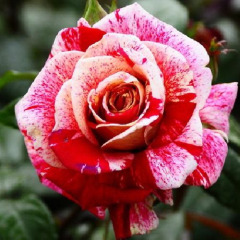 Троянда чайно-гібридна "Рейчел Луїз Моран" Rachel Louise Moran