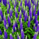 Вероника "Индиго Блу" Indigo Blue (закрытый корень С2)