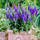 Вероника "Индиго Блу" Indigo Blue (закрытый корень С2)