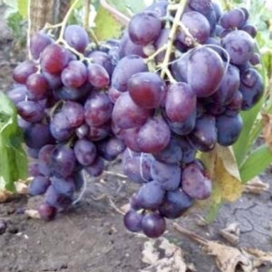 Виноград столовий "Харітон"