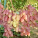 Виноград столовый "Шанс"