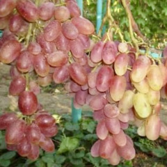 Виноград столовый "Шанс"