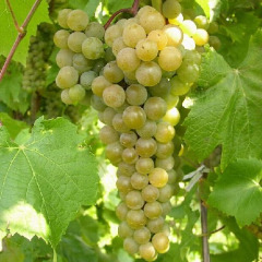 Виноград винный "Ла Кресент" 
