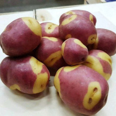 Семенной среднеранний картофель "Апачи" (1 репродукция, универсального назначения) 1кг