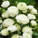 Ранункулюс (лютик) "White" 3шт
