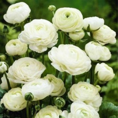 Ранункулюс (лютик) "White" 3шт