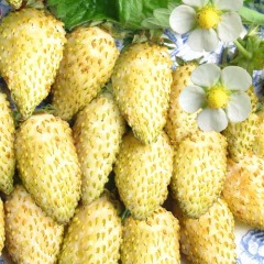 Суниця "Жовте чудо" ремонтантний сорт (закритий корінь)