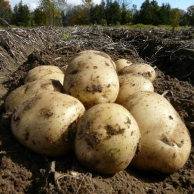 Насіннєва середньопізня картопля "Сіфра" (1 репродукція, столового призначення) 1кг