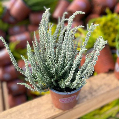 Вереск белый "White" (контейнер 0.5 л)