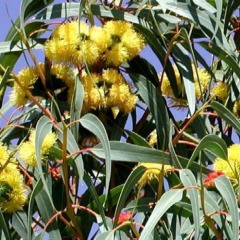 Эвкалипт лимонный