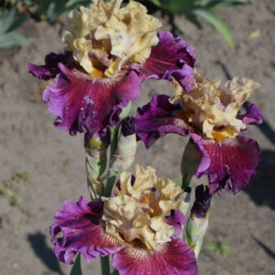 Ирис бородатый "Royal Harlequin" 1 шт