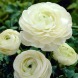 Ранункулюс (лютик) "White" 3шт