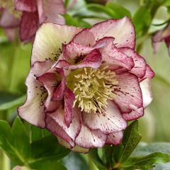 Морозник "Double Picotee Pink" (закритий корінь)