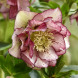 Морозник "Double Picotee Pink" (закритий корінь)