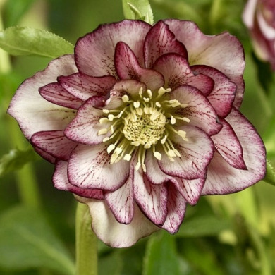 Морозник "Double Picotee Pink" (закритий корінь)