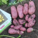 Семенной среднеспелый картофель "Цереза" (1 репродукция, столового назначения) 1кг 