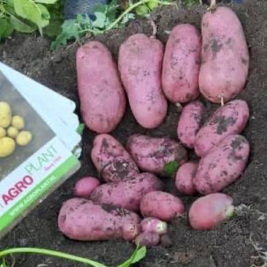 Семенной среднеспелый картофель "Цереза" (1 репродукция, столового назначения) 1кг 