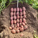 Семенной среднеспелый картофель "Цереза" (1 репродукция, столового назначения) 1кг 