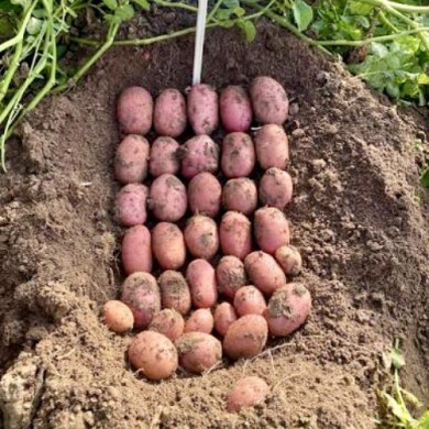 Семенной среднеспелый картофель "Цереза" (1 репродукция, столового назначения) 1кг 