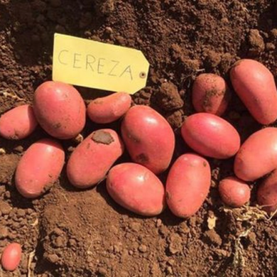 Семенной среднеспелый картофель "Цереза" (1 репродукция, столового назначения) 1кг 