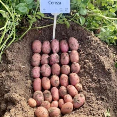 Семенной среднеспелый картофель "Цереза" (1 репродукция, столового назначения) 1кг 