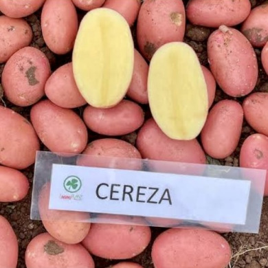 Семенной среднеспелый картофель "Цереза" (1 репродукция, столового назначения) 1кг 