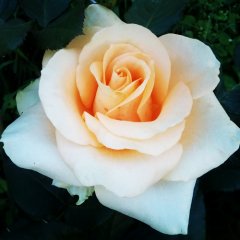 Роза чайно-гибридная "Пич Аваланш" Peach Avalanche