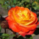 Роза чайно-гибридная "Солнышко" Sun