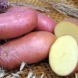 Насіннєва рання картопля "Ред Соня" (1 репродукція, для запікання) 1кг