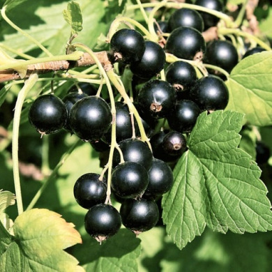 Смородина чёрная "Ориана" (закрытый корень Р9)