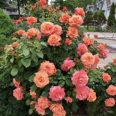 Роза плетистая "Оранж Мейландина" Orange Meillandina Роза плетистая "Оранж Мейландина" Orange Meillandina