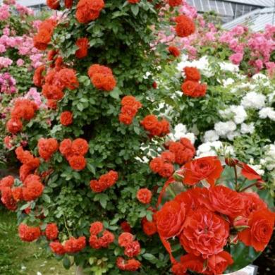 Роза плетистая "Оранж Мейландина" Orange Meillandina Роза плетистая "Оранж Мейландина" Orange Meillandina