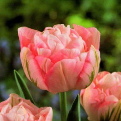 Тюльпан махровый+многоцветковый "Peach Blossom " 3шт