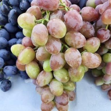 Виноград столовый "Людочка"