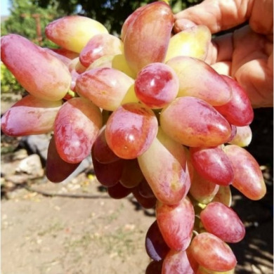 Виноград столовый "Праздничный"