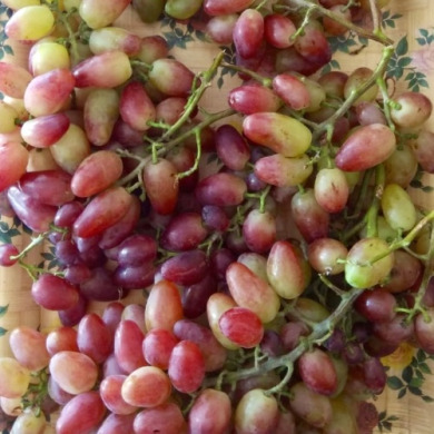 Виноград столовый "Праздничный"