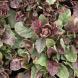 Живучка повзуча "Бургунди Глоу" Burgundy Glow