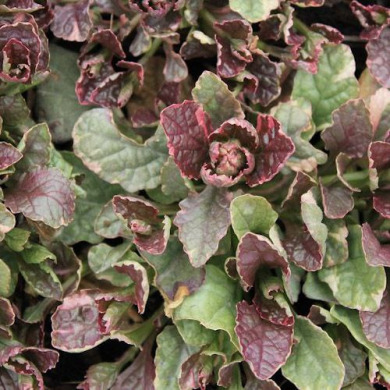 Живучка повзуча "Бургунди Глоу" Burgundy Glow