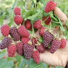 Ежевика-малина "Букингем Тайбери" (закрытый корень 0,5 л)