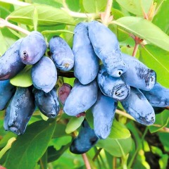 Жимолость "Ленинградский великан" 1-1,2 м Жимолость "Ленинградский великан" 1-1,2 м