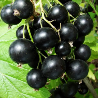 Смородина черная "Багира" 1 год Смородина черная "Багира" 1 год