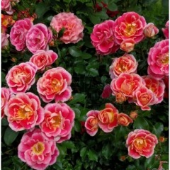 Троянда флорибунда "Еір браш" (Airbrush)