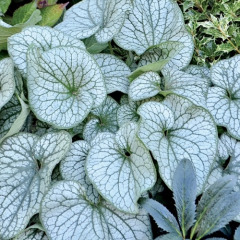 Бруннера (закрытый корень Р9)