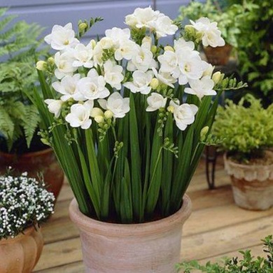 Фрезия махровая "White" 3шт Фрезия махровая "White" 3шт