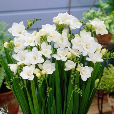 Фрезия махровая "White" 3шт Фрезия махровая "White" 3шт