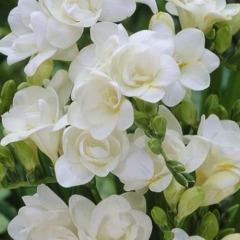 Фрезия махровая "White" 3шт Фрезия махровая "White" 3шт