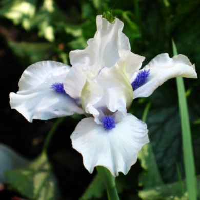 Ирис карликовый "Bluebeard`s Ghost" 1 шт