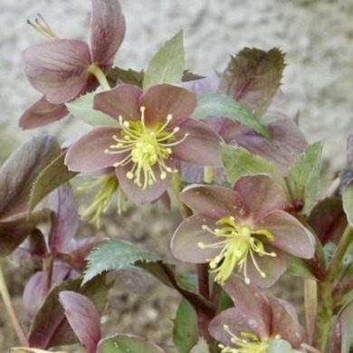 Морозник "Sternii Flame" (закритий корінь)
