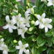 Муррайя волотиста "Murraya paniculata" (контейнер Р9)